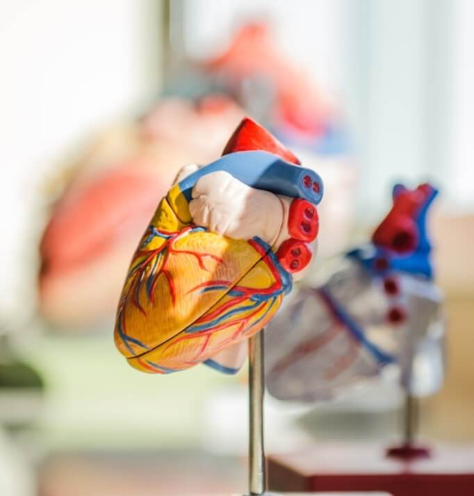 heart model